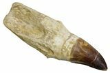 Fossil Rooted Mosasaur (Thalassotitan) Tooth - Morocco #353193-1